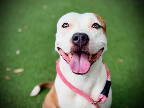 SNUGGLES - Pit Bull Terrier available for adoption