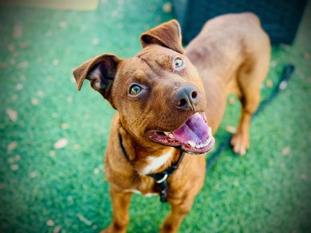 *PUFFIN - Redbone Coonhound for adoption in Orlando