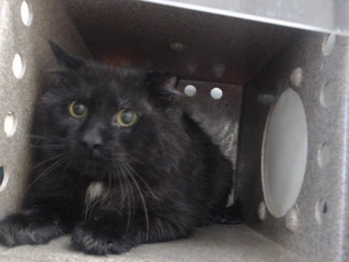 SMOKEY - Domestic Long Hair available for adoption