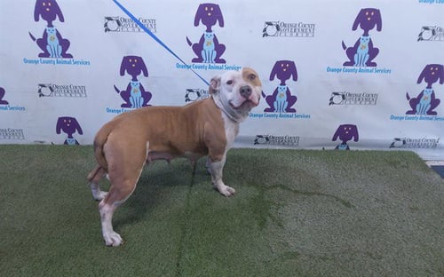 *CHERRY - Pit Bull Terrier available for adoption