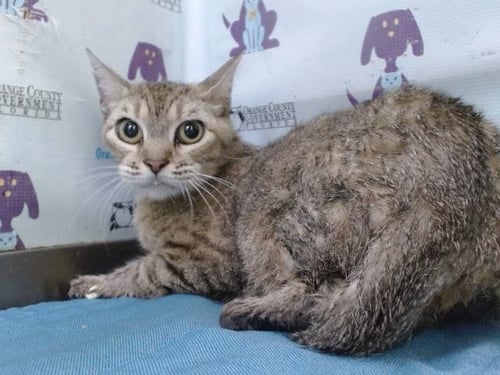 SWEET PEA - Domestic Short Hair available for adoption