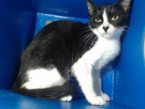 GREMLIN - Domestic Short Hair available for adoption