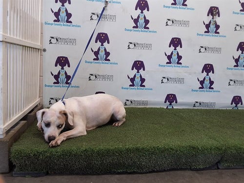 DUTCHESS - Dogo Argentino / Rat Terrier available for adoption