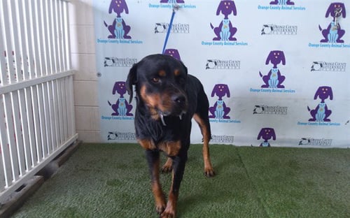 LUNA - Rottweiler available for adoption