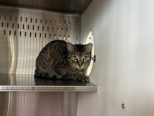 *MISTY - Domestic Short Hair available for adoption
