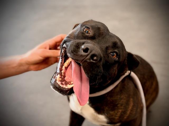 *BRUNO Image