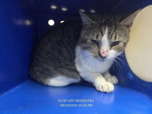*AVOCATTO - Domestic Short Hair available for adoption