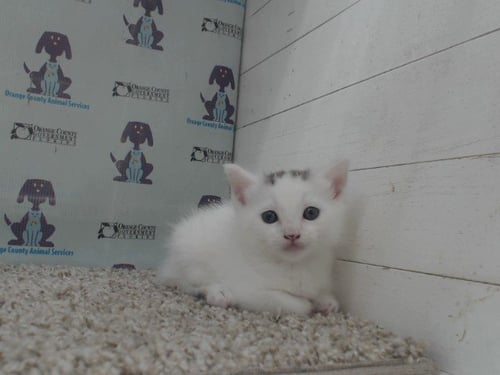 *BOWIE - Domestic Short Hair available for adoption