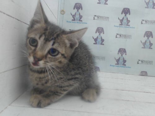 *PURRITO - Domestic Short Hair available for adoption