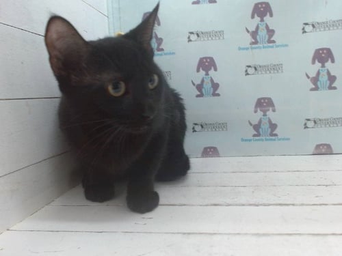 A603447 - Domestic Short Hair available for adoption