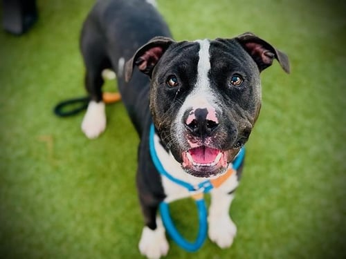 *SIR TOBY BELCH - Pit Bull Terrier / Labrador Retriever available for adoption