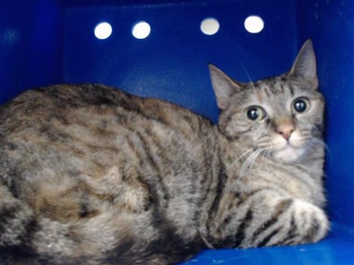 MYLA - Domestic Short Hair available for adoption