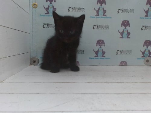 *GEMINI - Domestic Short Hair available for adoption