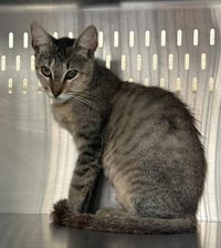 *PURRTY GIRL - Photo 1