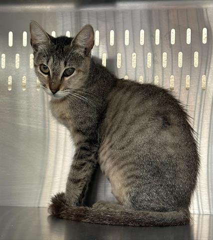 *PURRTY GIRL - Domestic Short Hair available for adoption