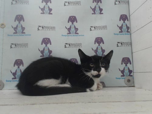 *MILES - Domestic Short Hair available for adoption