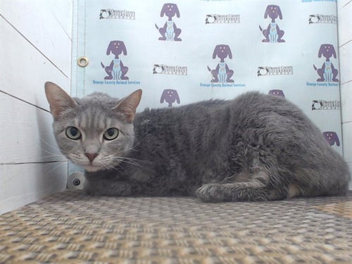 *SAMMIE - Domestic Short Hair for adoption in Orlando