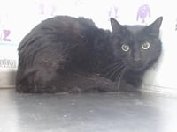 ONYX - Photo 1