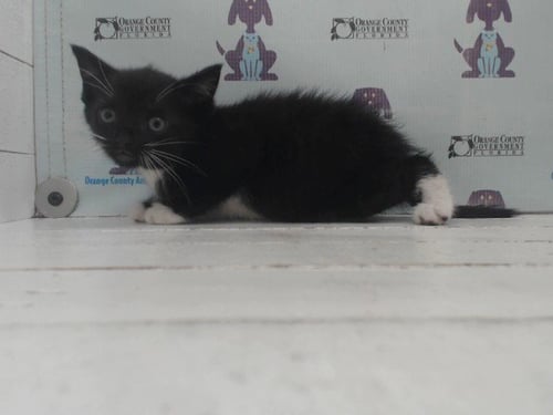 A600571 - Domestic Short Hair available for adoption