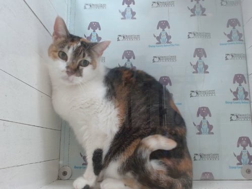KANDY - Domestic Short Hair available for adoption