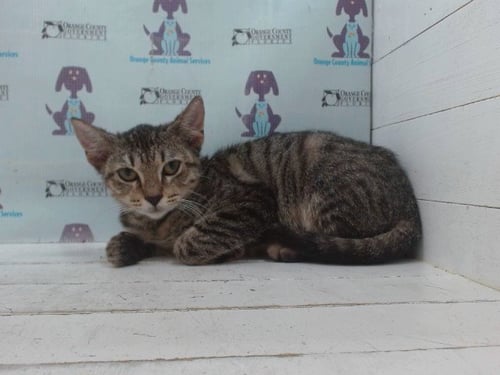 *SHUGA - Domestic Short Hair available for adoption