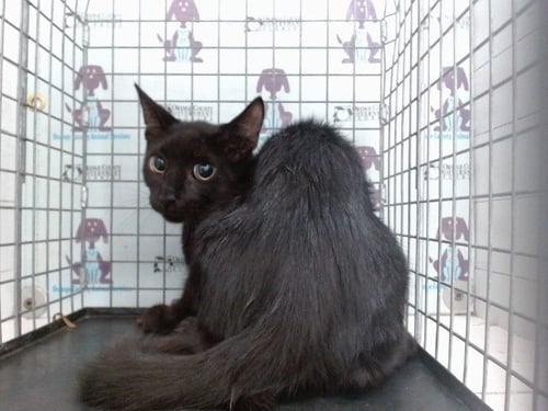*JACK - Domestic Short Hair available for adoption
