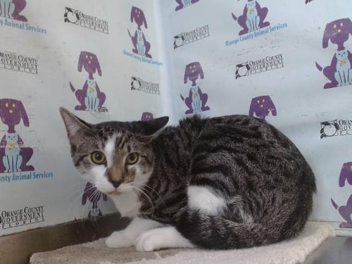 NAMIRO - Domestic Short Hair available for adoption
