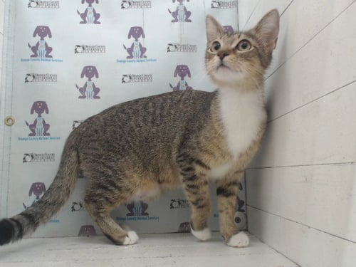 *DAFFODIL - Domestic Short Hair available for adoption