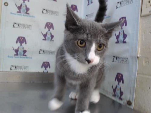 STERLING - Domestic Short Hair available for adoption