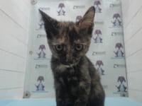 MUFFIN - Photo 1