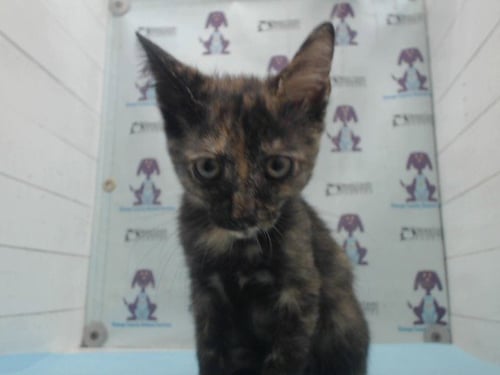 MUFFIN - Domestic Short Hair available for adoption
