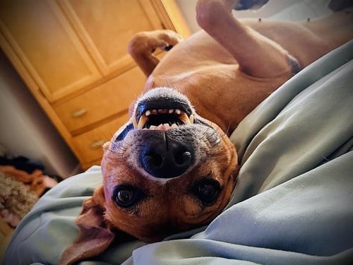 *EDWARD - Black Mouth Cur available for adoption