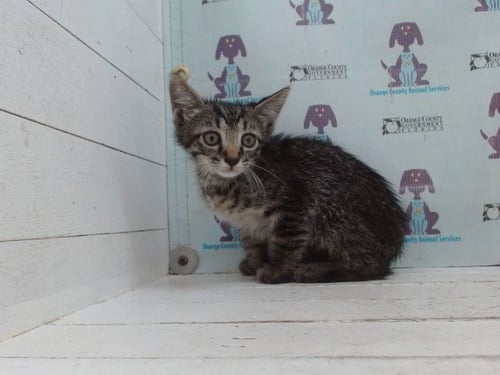 A605341 - Domestic Short Hair available for adoption