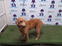 TUFFY - Photo 1