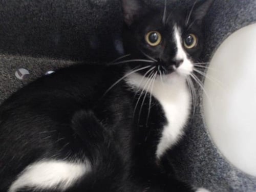 STING - Domestic Short Hair for adoption in Orlando