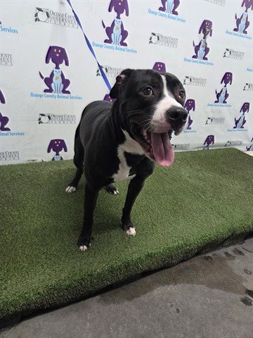 MOJO - Pit Bull Terrier available for adoption
