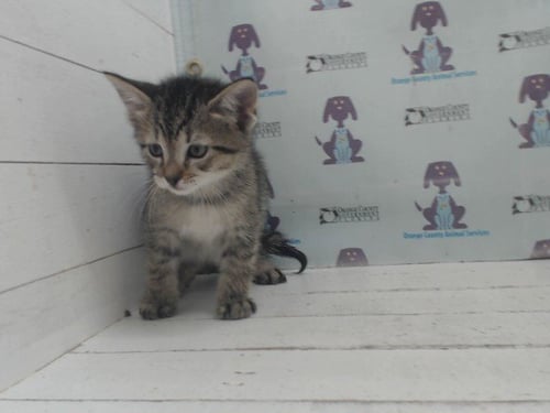 *DOC - Domestic Short Hair available for adoption