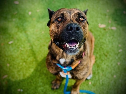 SELAH - Cane Corso Mastiff available for adoption