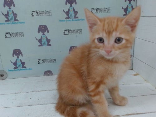 A604682 - Domestic Short Hair available for adoption