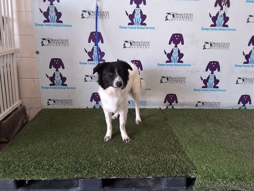 DOLLY - Border Collie available for adoption