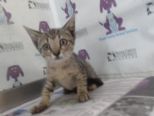 *LUNA - Domestic Medium Hair available for adoption