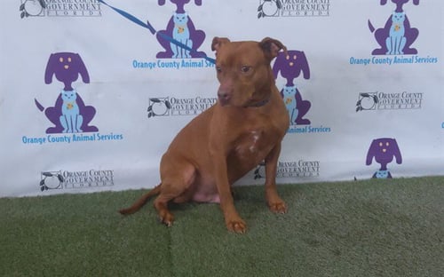 LEO - Pit Bull Terrier available for adoption