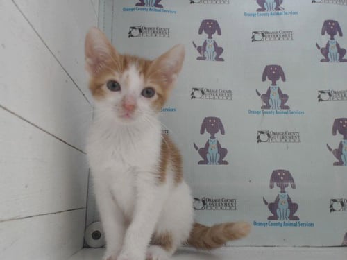 *QUESO - Domestic Short Hair available for adoption
