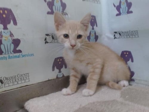 *WAFFLES - Domestic Short Hair available for adoption