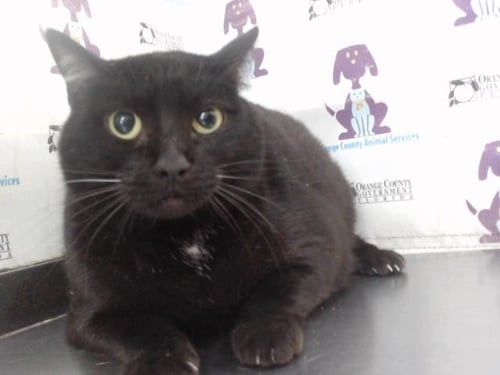 SHADOW - Domestic Short Hair available for adoption