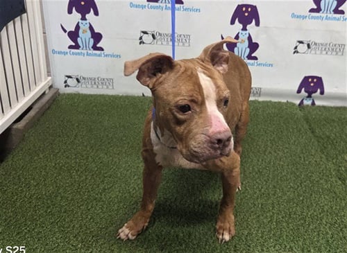 MARY JANE - Pit Bull Terrier available for adoption