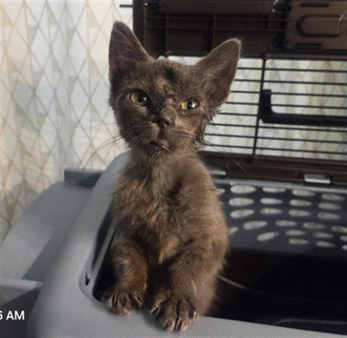A593388 - Domestic Short Hair available for adoption