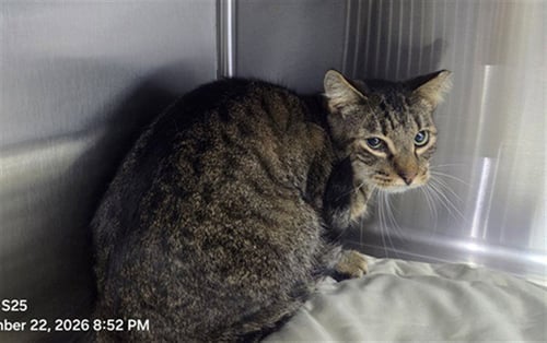 A606013 - Domestic Short Hair available for adoption