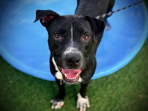 JACK JACK - Pit Bull Terrier available for adoption