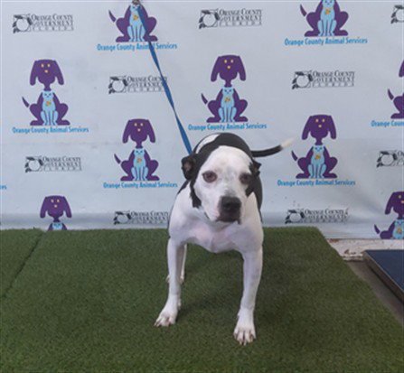 JASMINE - Pit Bull Terrier available for adoption
